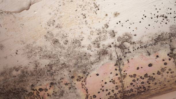 Best Emergency Mold Remediation  in Monroe Manor, NJ